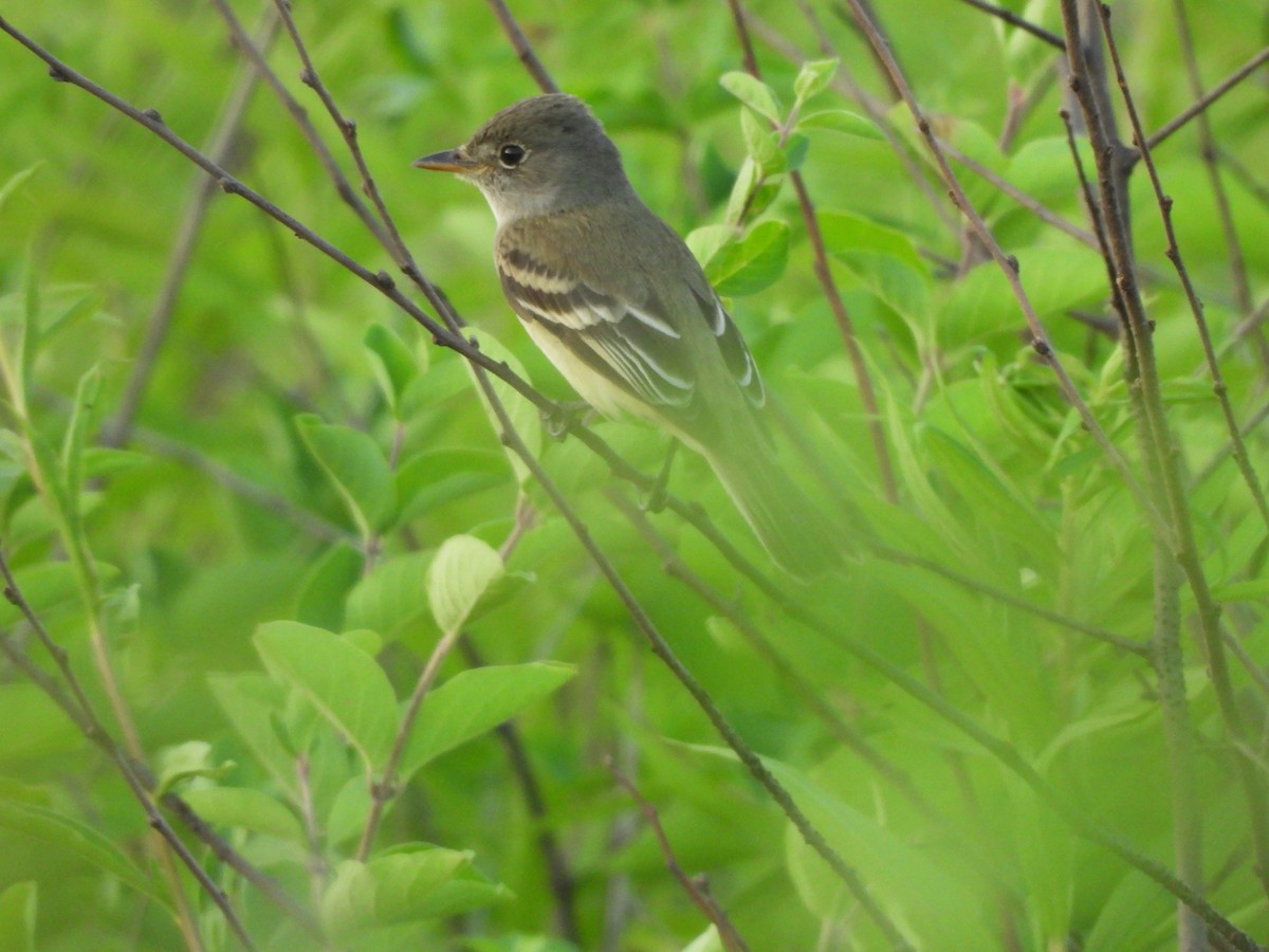 Willow Flycatcher - ML620690094