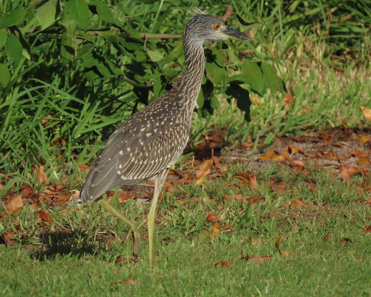 Yellow-crowned Night Heron - ML620690097