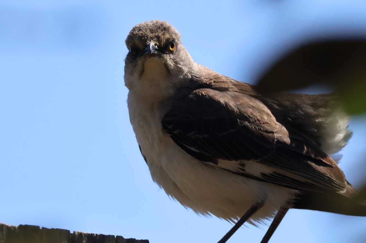 Northern Mockingbird - ML620690100