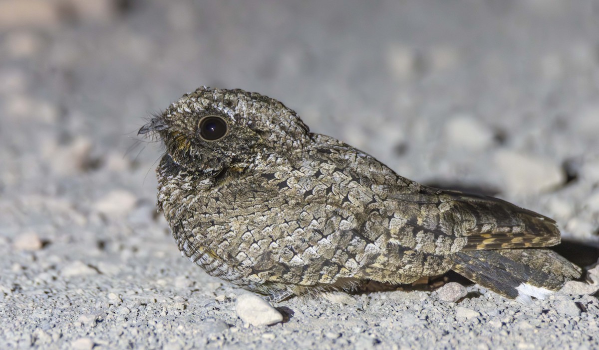 Common Poorwill - ML620690103