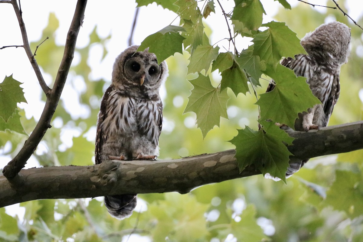 Barred Owl - ML620690106