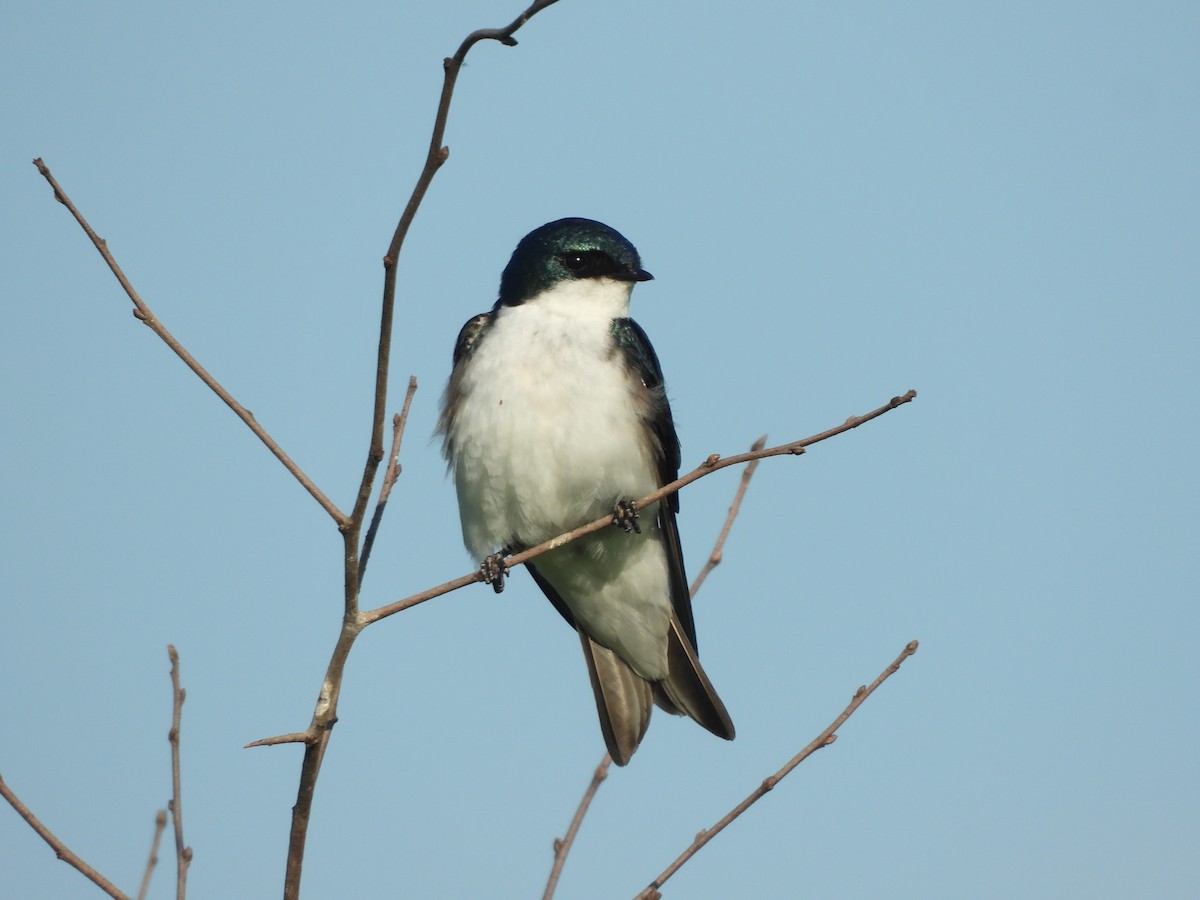 Tree Swallow - JamEs ParRis