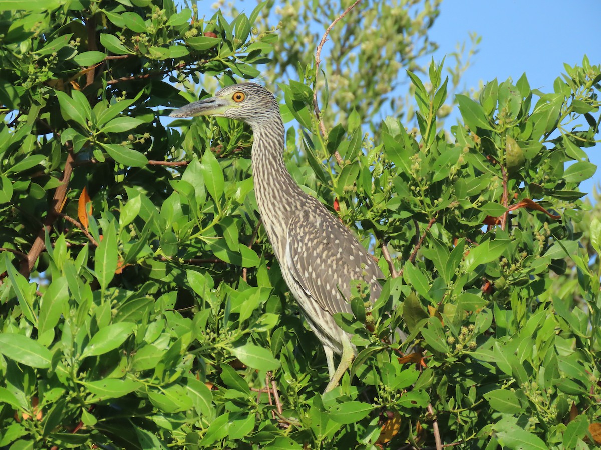 Yellow-crowned Night Heron - ML620690110