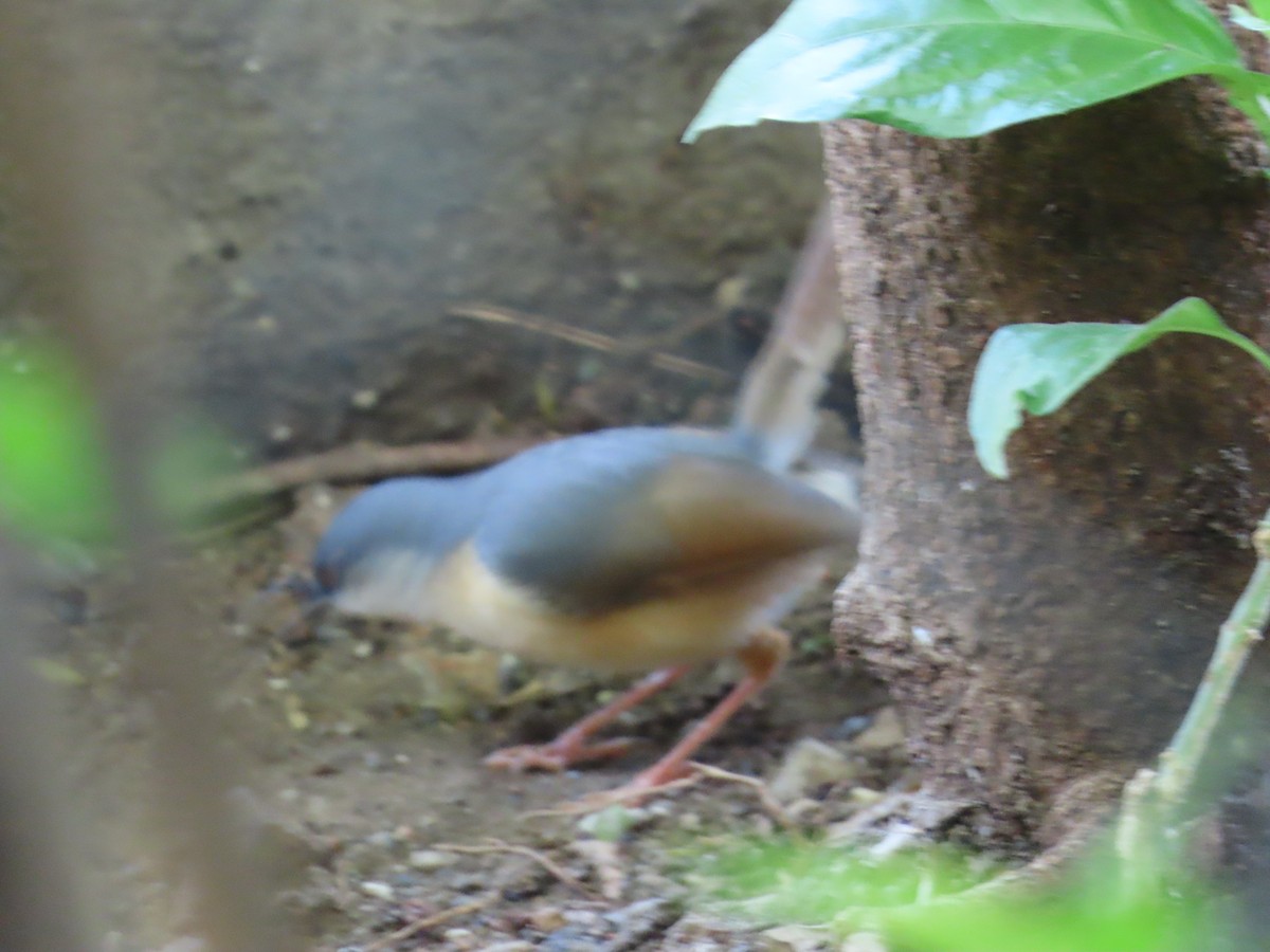 Prinia Cenicienta - ML620690111