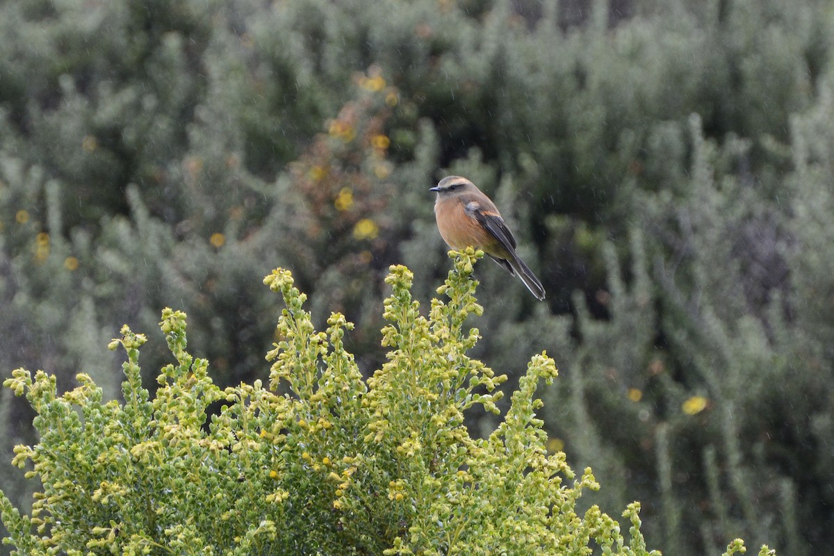 Brown-backed Chat-Tyrant - ML620690114