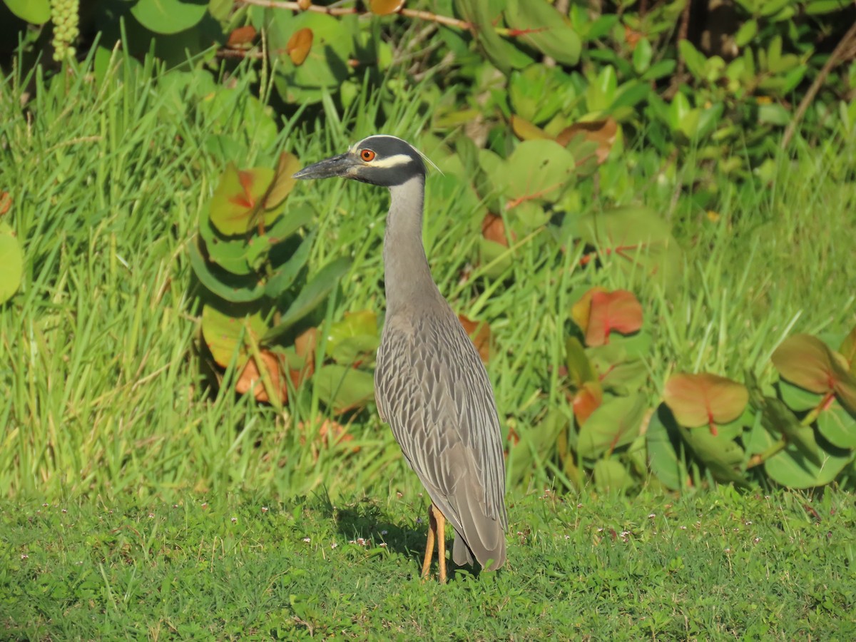 Yellow-crowned Night Heron - ML620690115