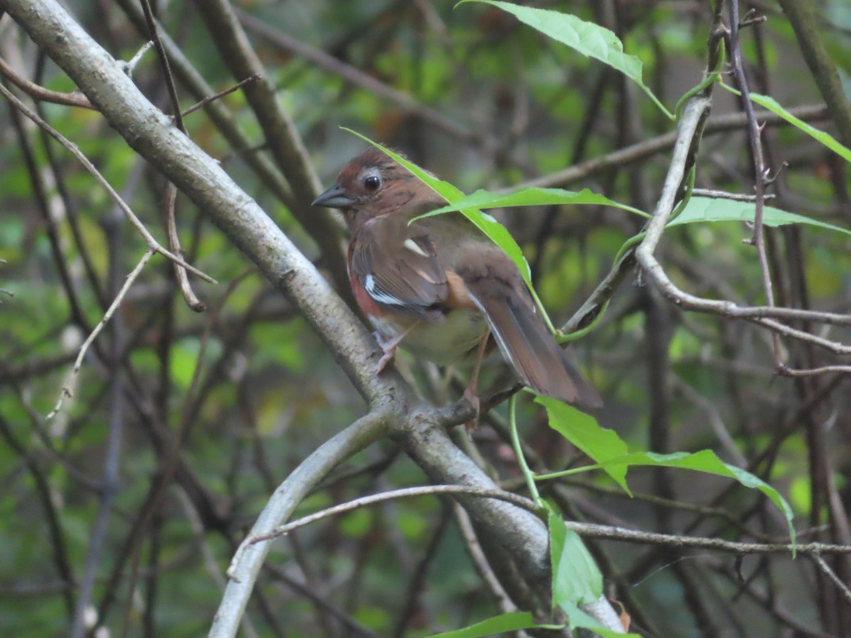 Eastern Towhee - ML620690116