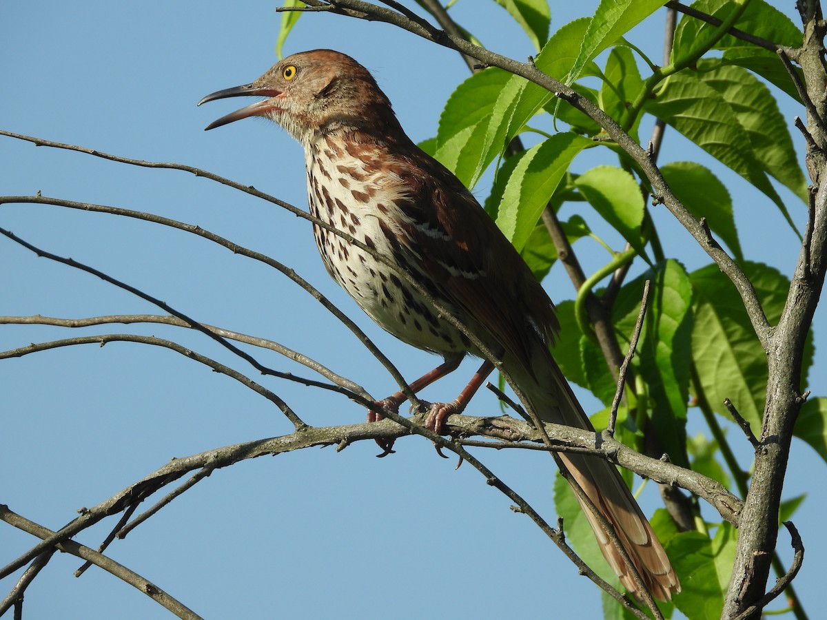 Brown Thrasher - ML620690118