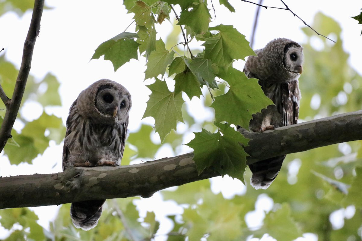 Barred Owl - ML620690119