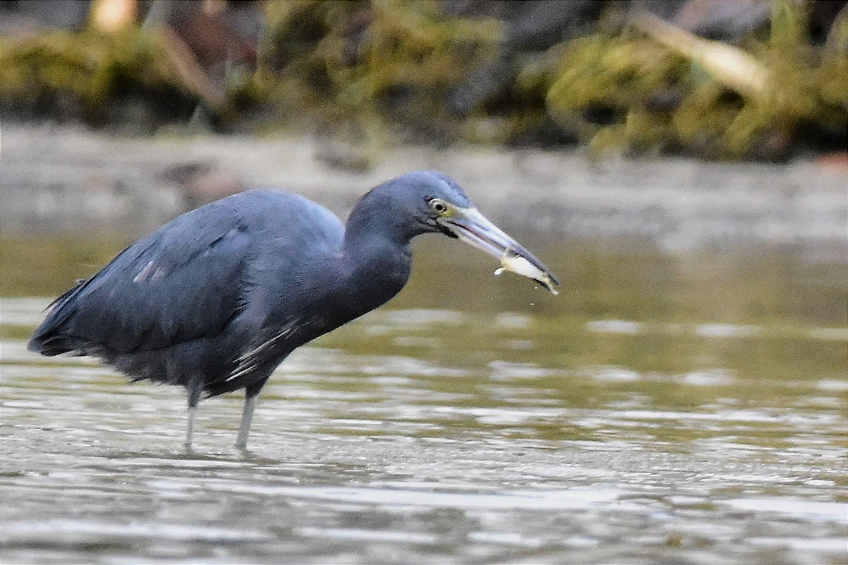 Little Blue Heron - ML620690122