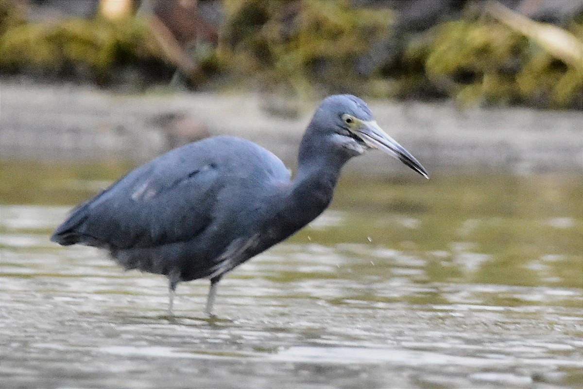 Little Blue Heron - ML620690123