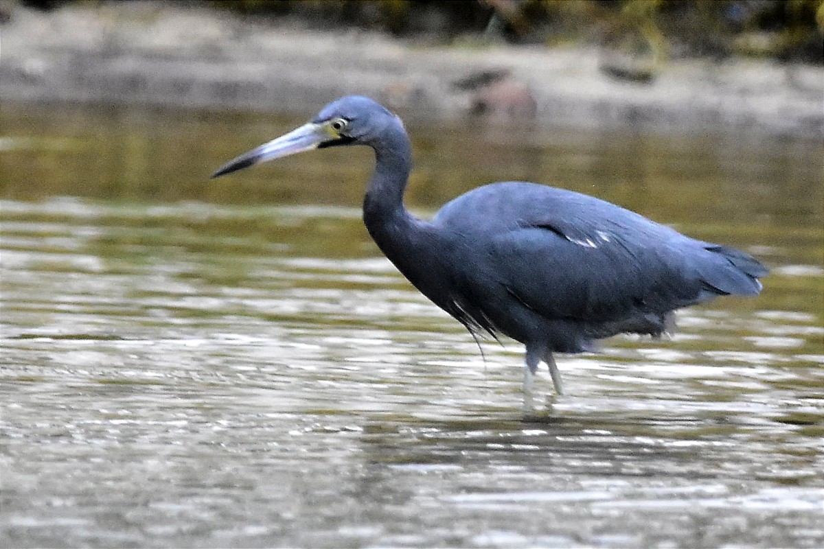 Little Blue Heron - ML620690124