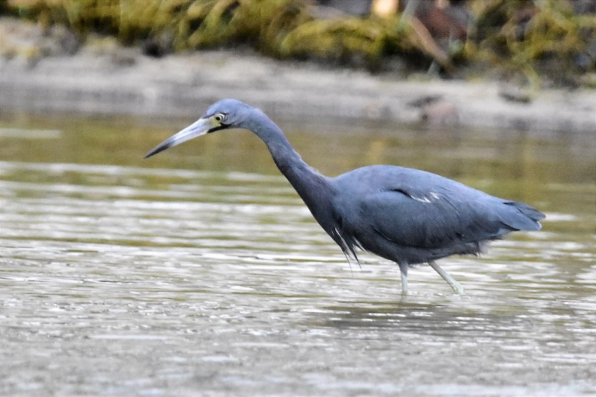 Little Blue Heron - ML620690125