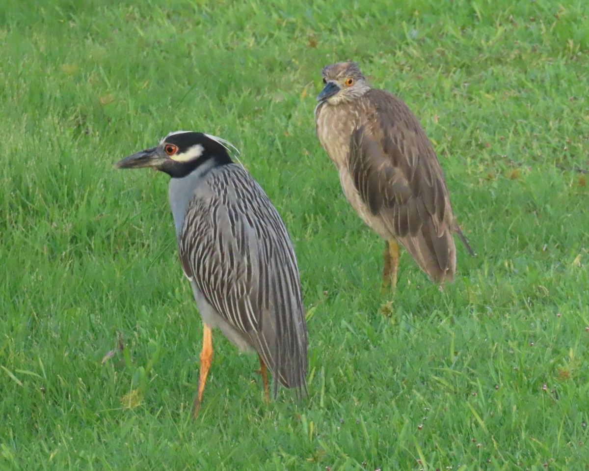 Yellow-crowned Night Heron - ML620690130