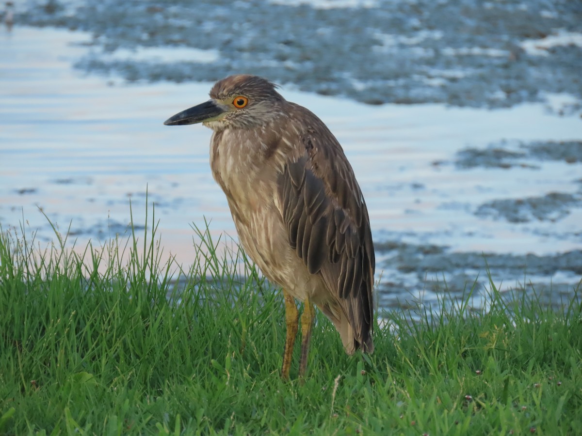 Yellow-crowned Night Heron - ML620690132