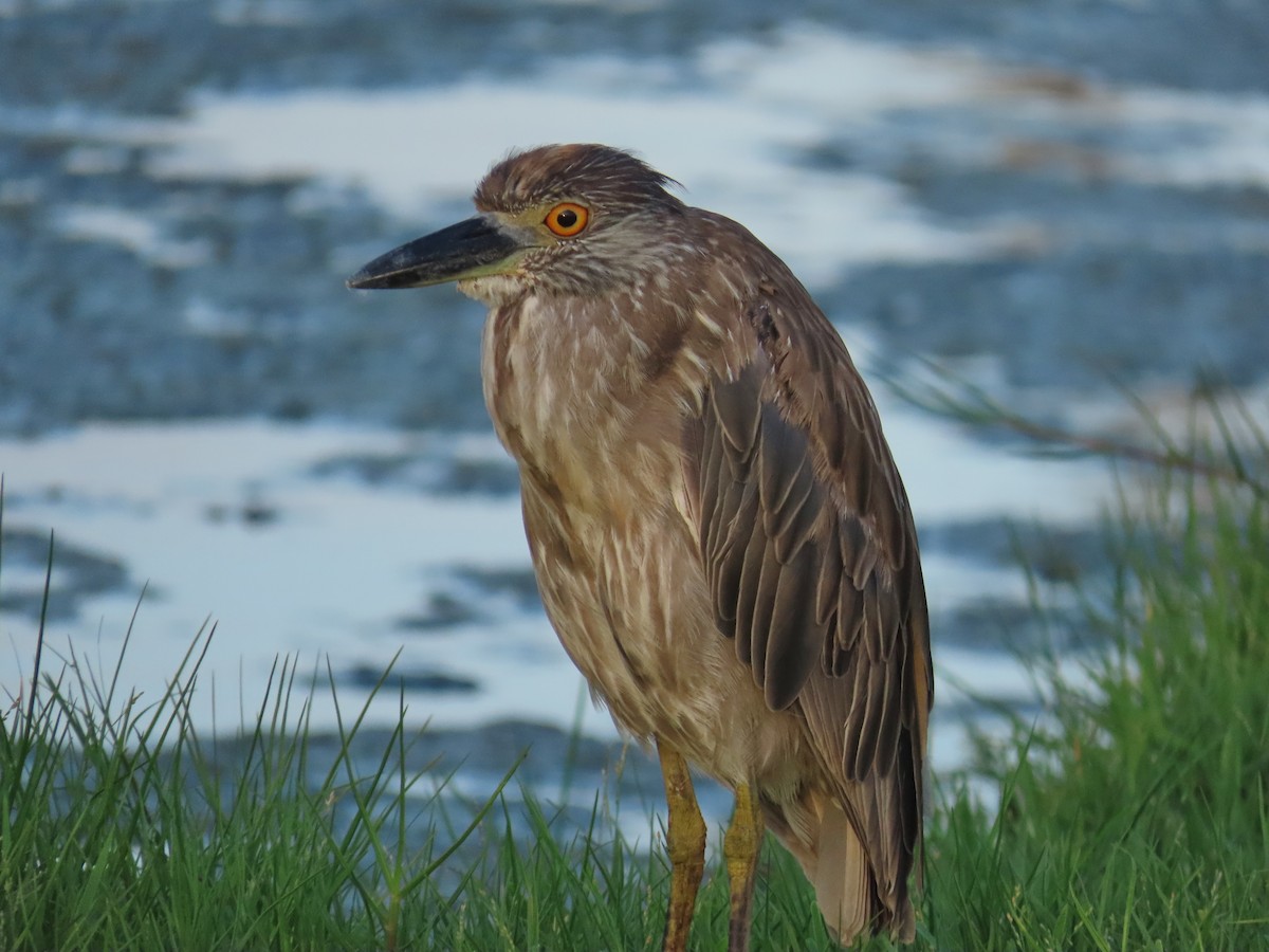 Yellow-crowned Night Heron - ML620690134