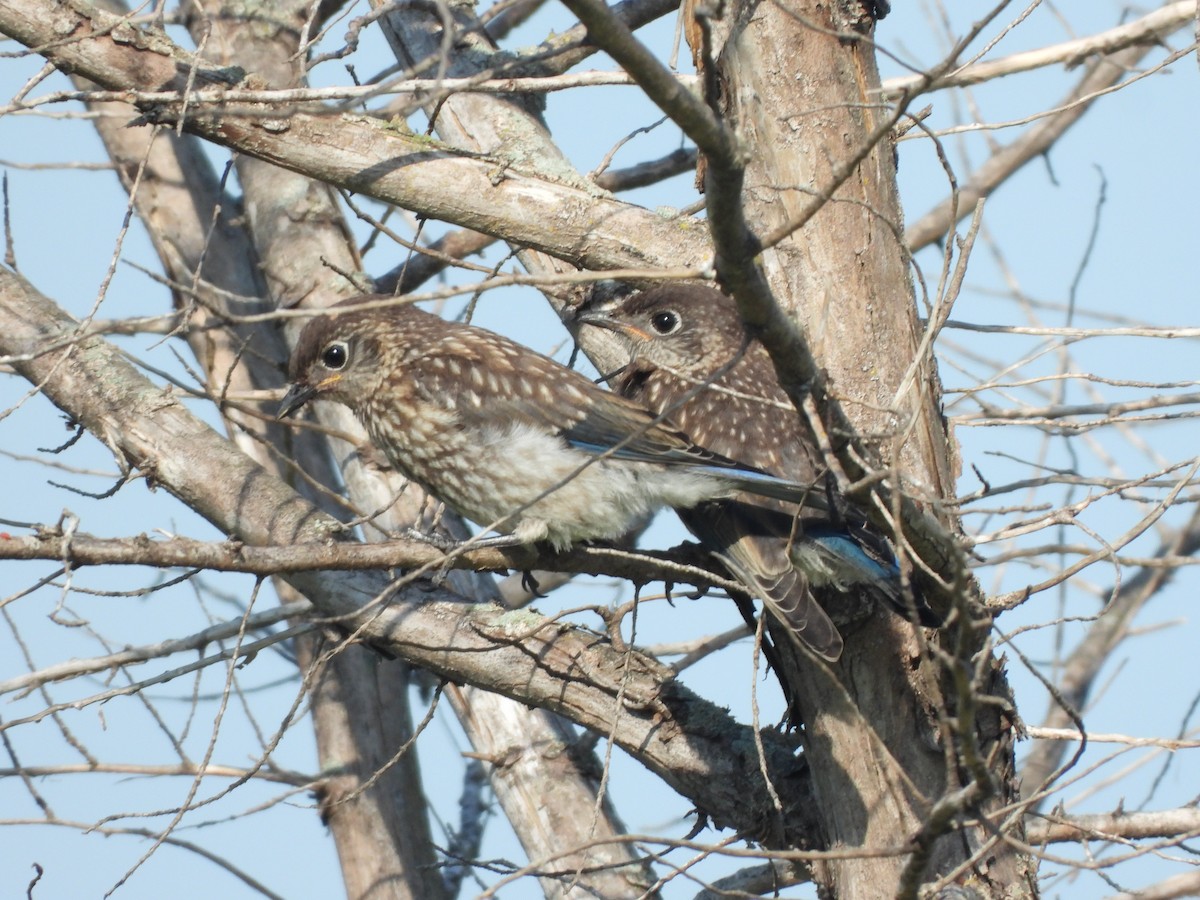 Eastern Bluebird - ML620690135