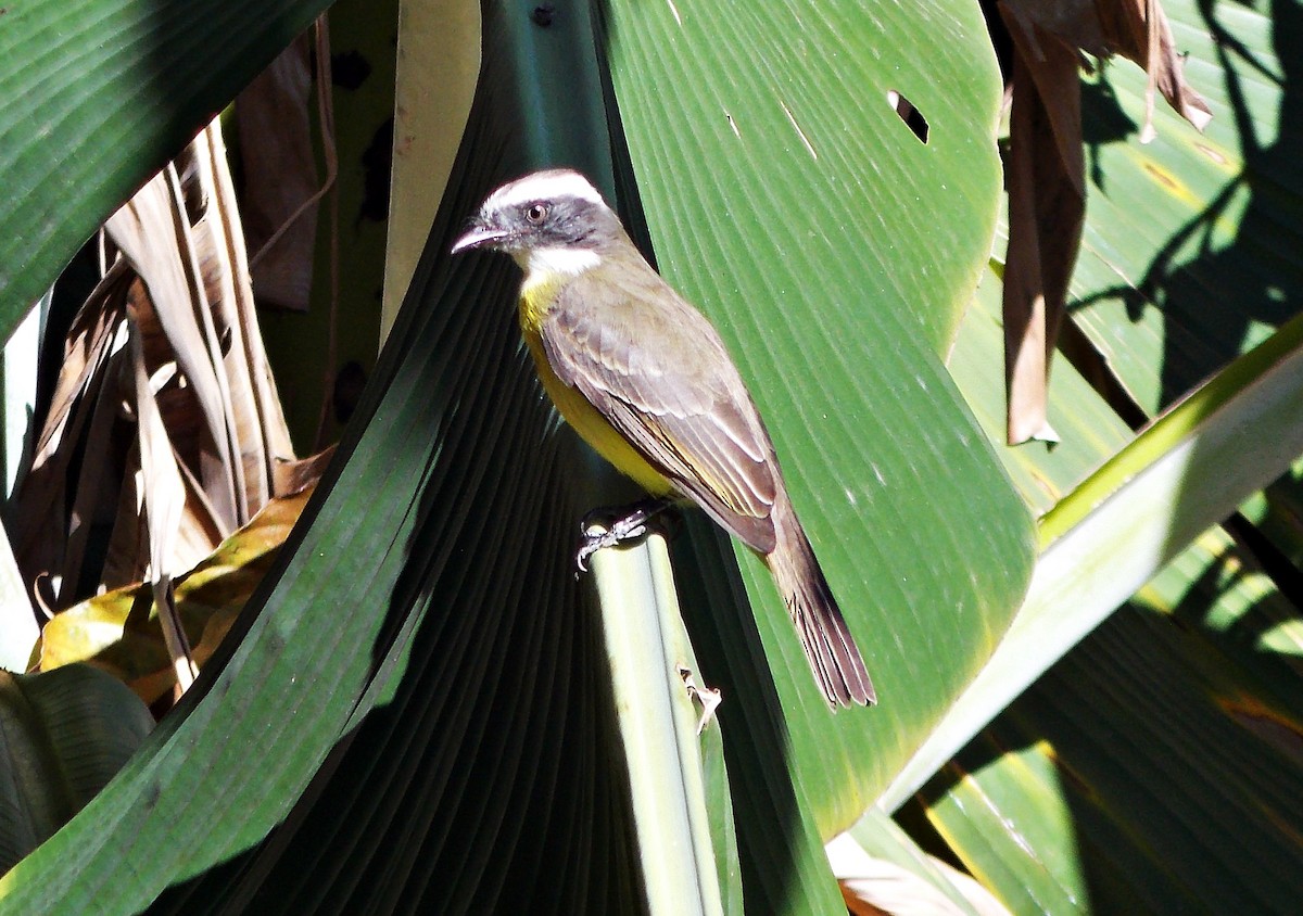 Social Flycatcher - ML620690136