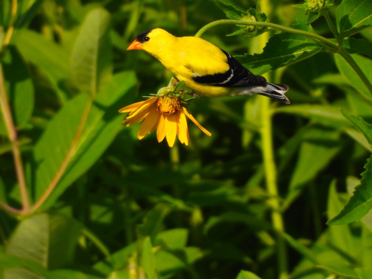 American Goldfinch - ML620690145