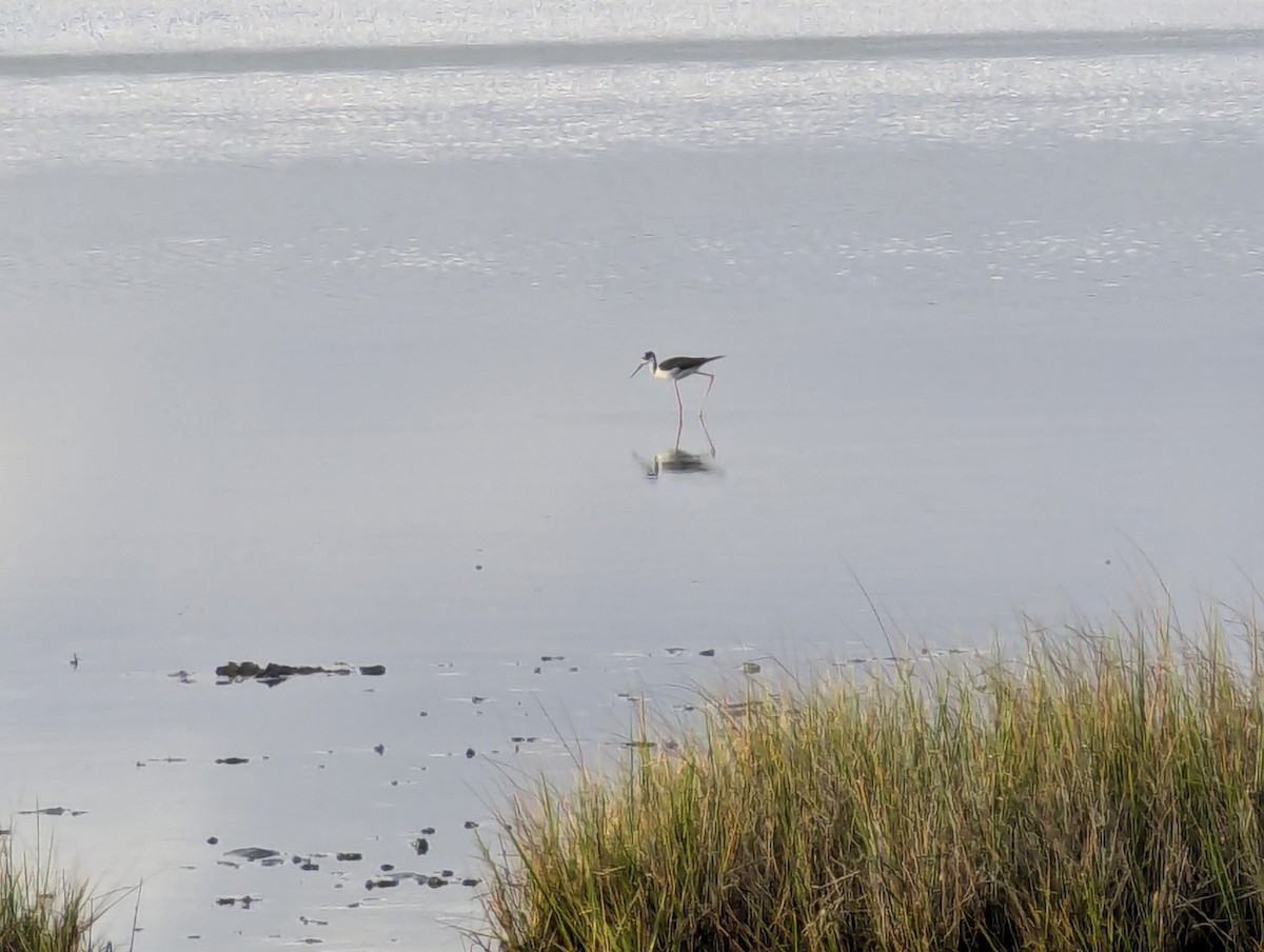 Black-necked Stilt - ML620690147