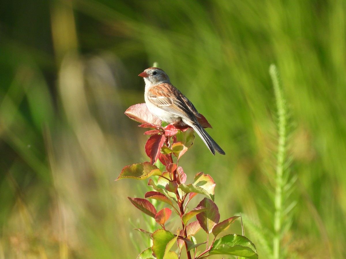 Field Sparrow - ML620690148