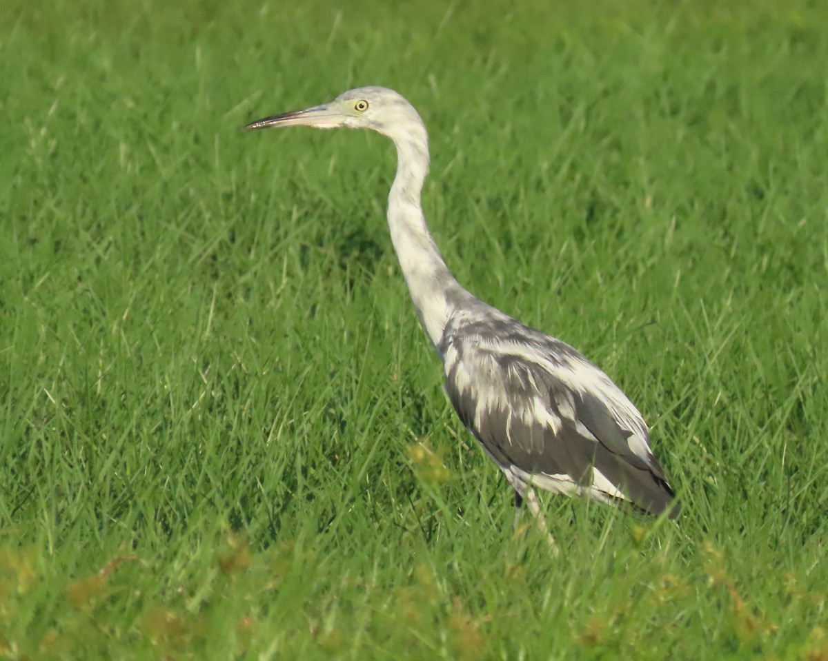 Little Blue Heron - ML620690152