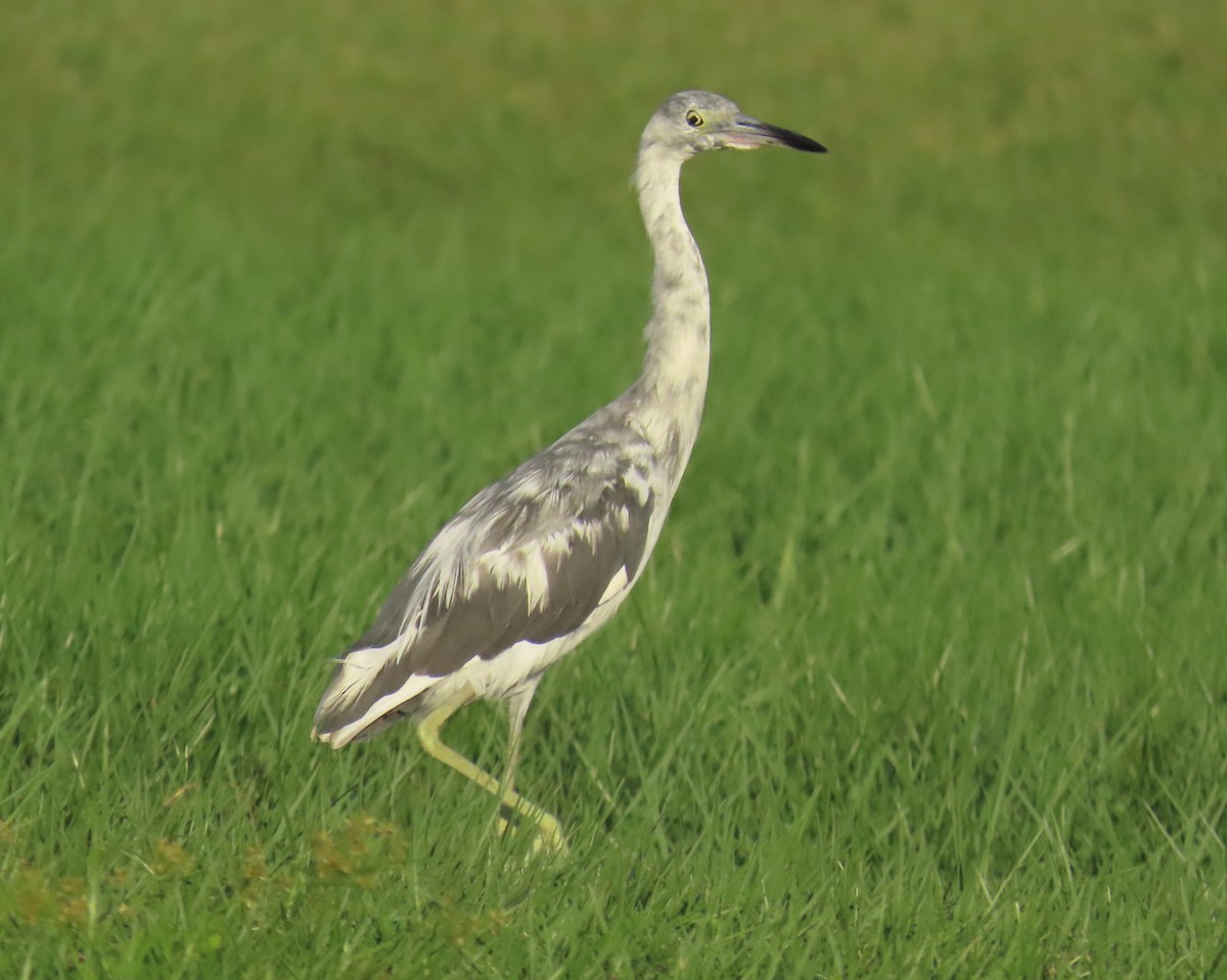 Little Blue Heron - ML620690153