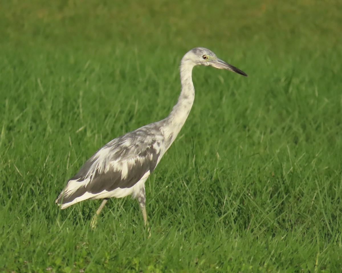 Little Blue Heron - Laurie Witkin