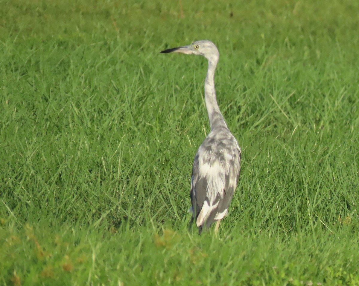 Little Blue Heron - ML620690156