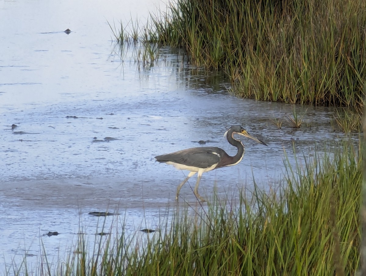 Tricolored Heron - ML620690157