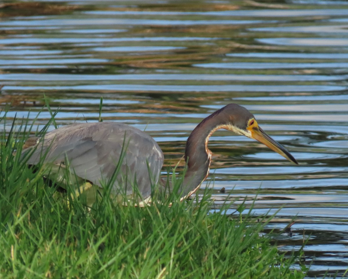 Tricolored Heron - ML620690158