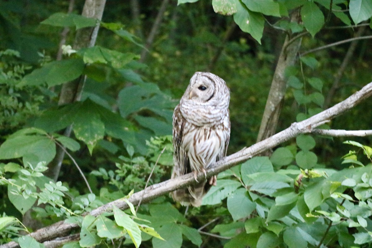 Barred Owl - ML620690159