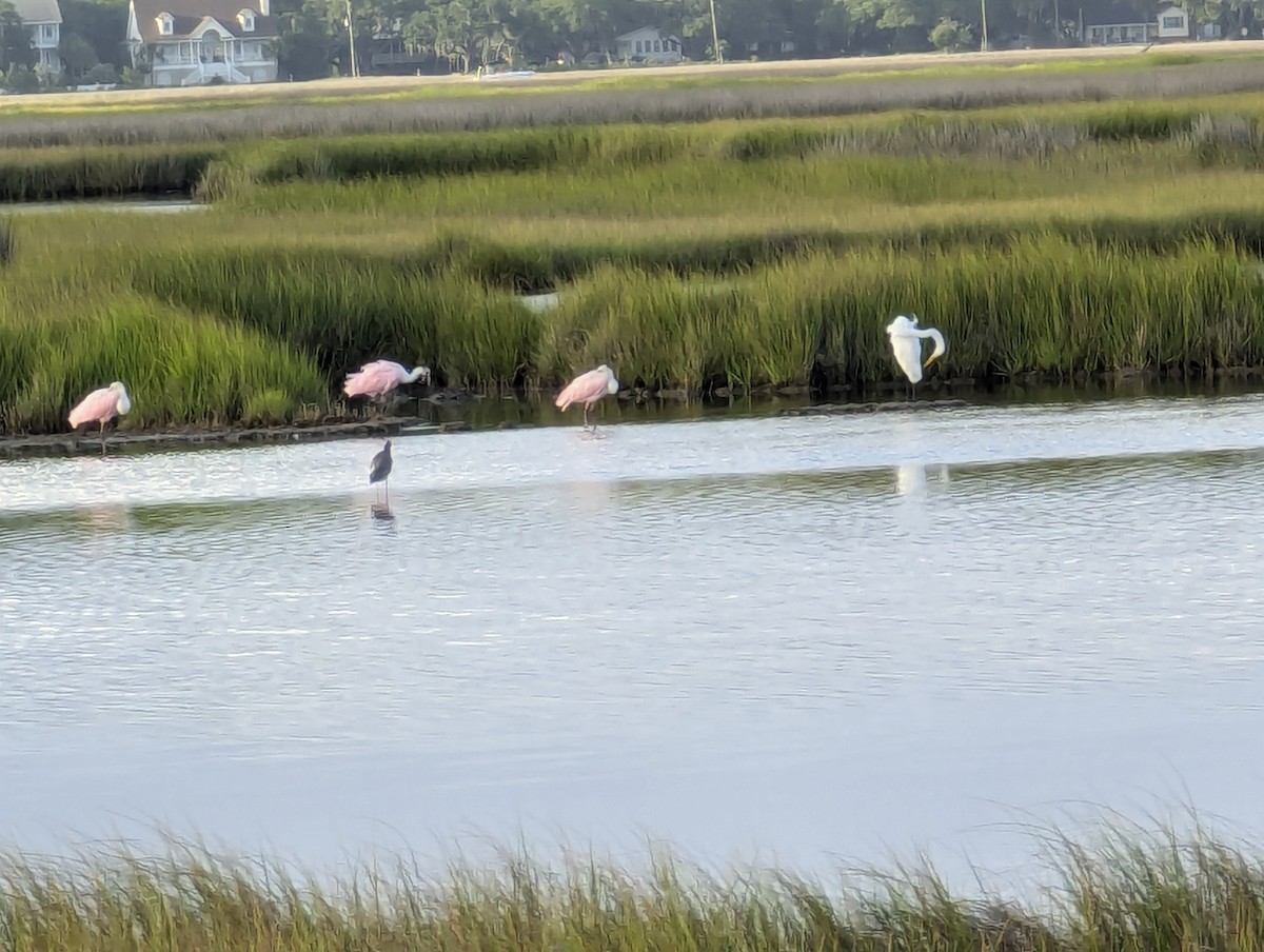 Roseate Spoonbill - ML620690160