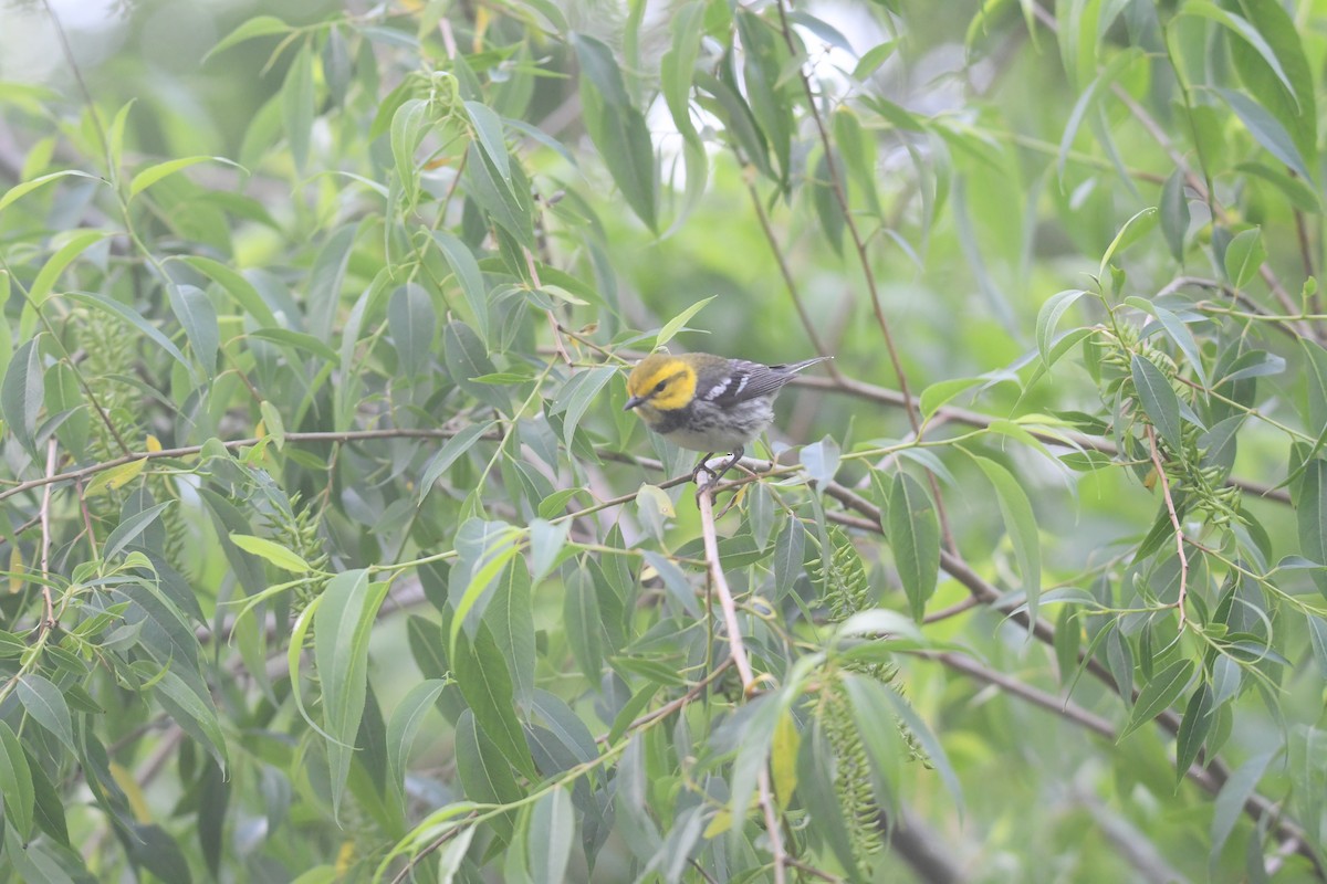 Black-throated Green Warbler - ML620690161