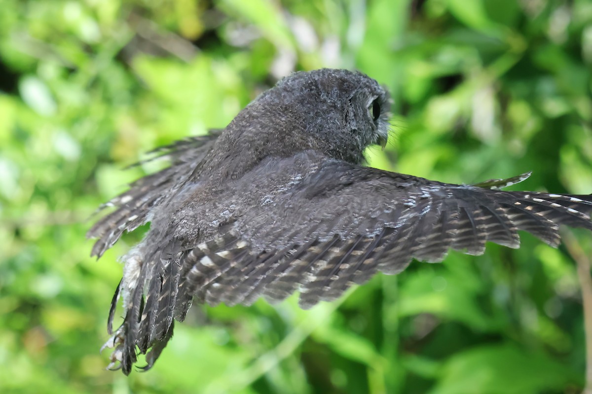 Eastern Screech-Owl - ML620690162