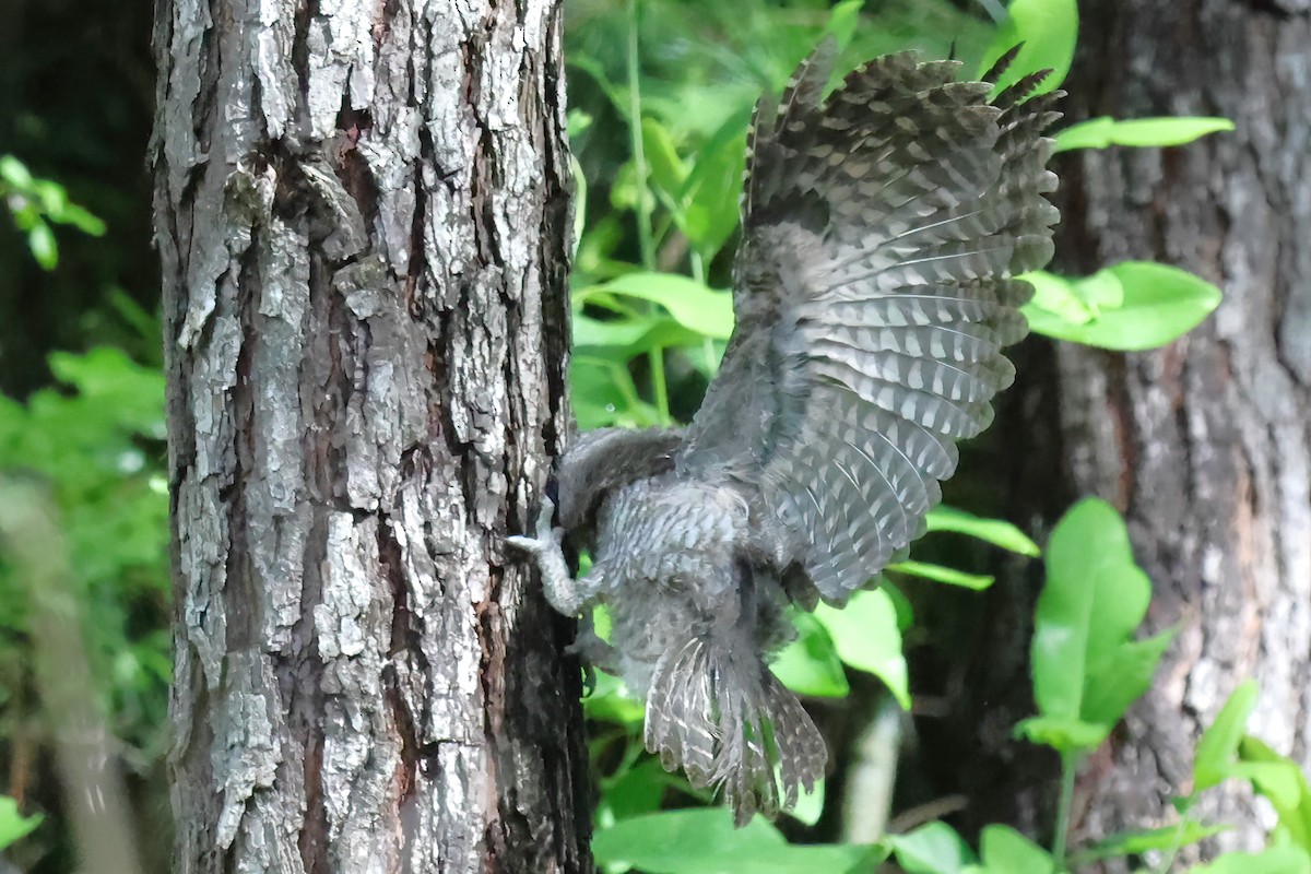 Eastern Screech-Owl - ML620690163