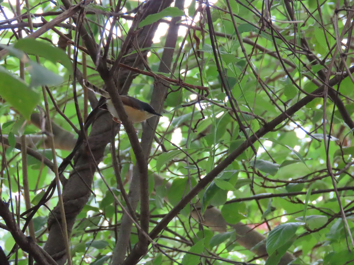 Ashy Prinia - ML620690165