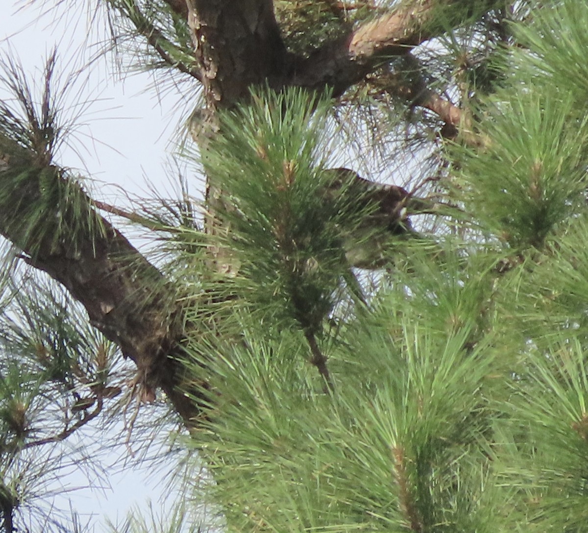 Red-tailed Hawk - ML620690168