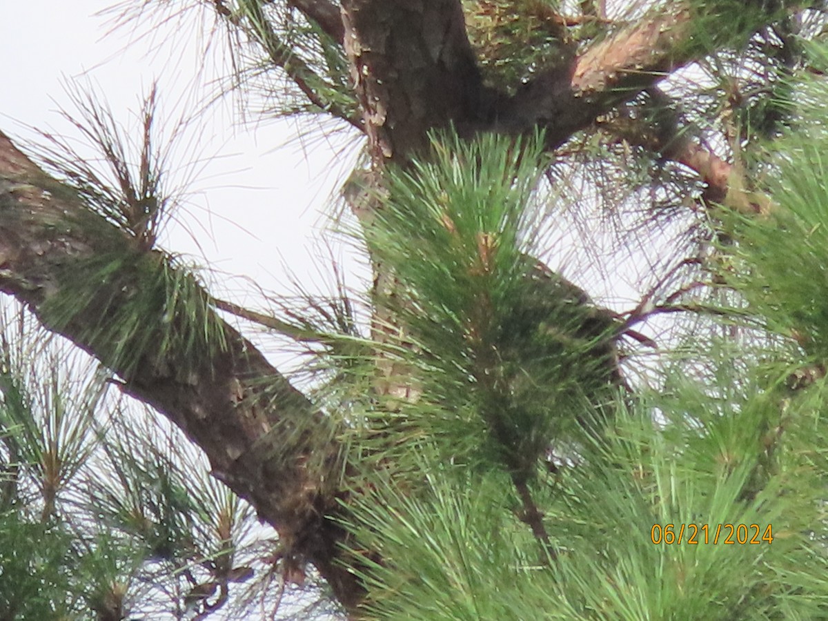 Red-tailed Hawk - ML620690169