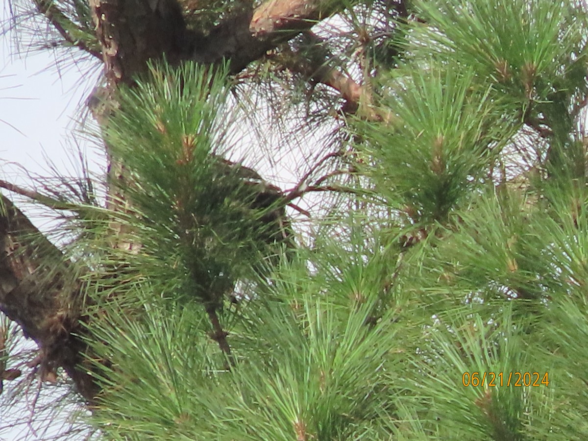 Red-tailed Hawk - ML620690171