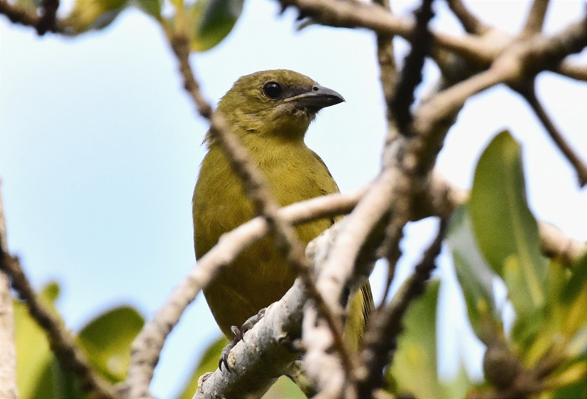 Palm Tanager - ML620690173