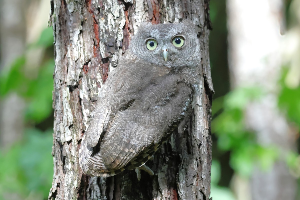 Eastern Screech-Owl - ML620690175