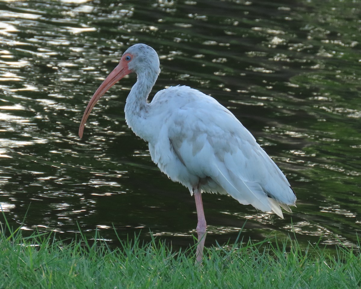 White Ibis - ML620690176