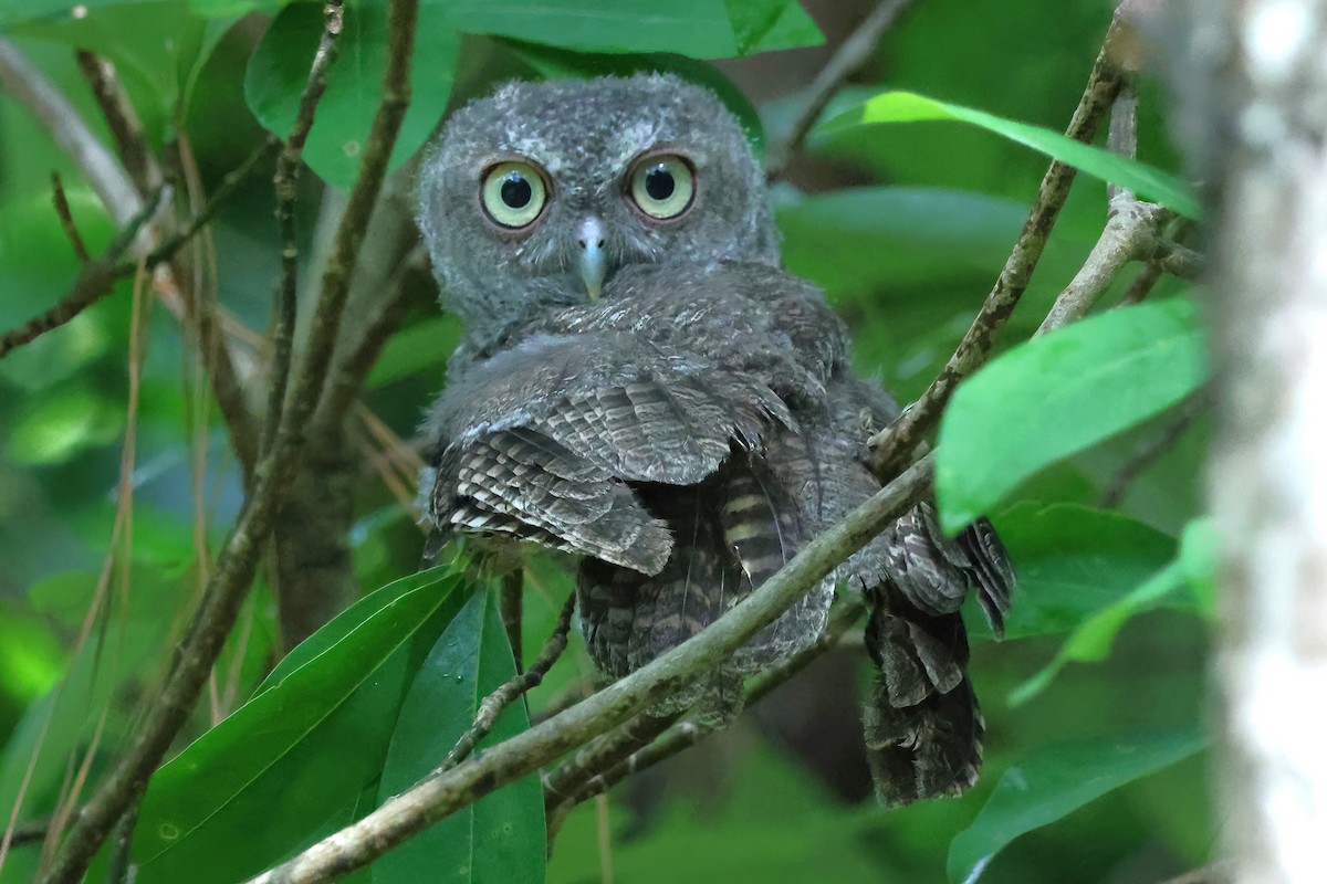 Eastern Screech-Owl - ML620690177