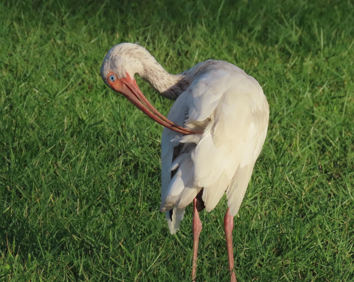 White Ibis - ML620690178