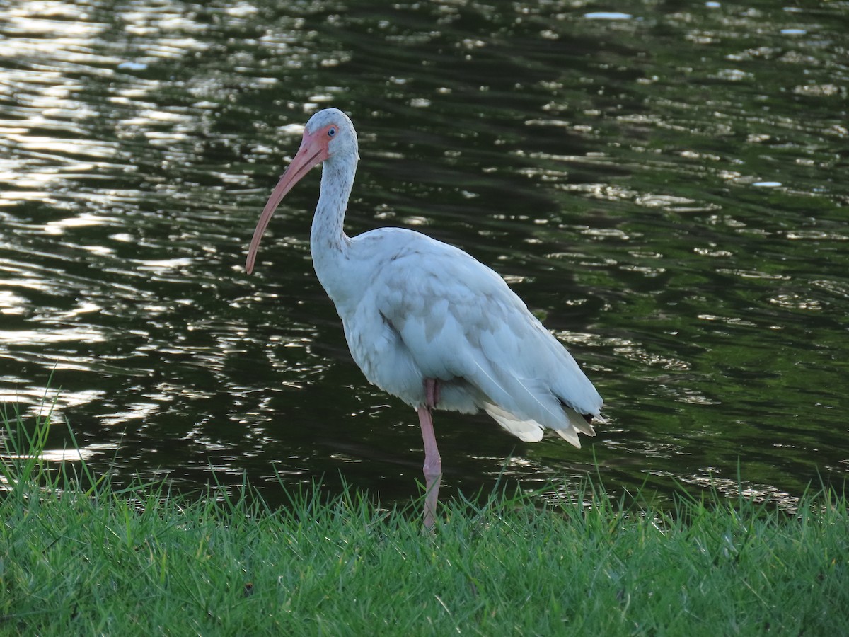 White Ibis - ML620690179