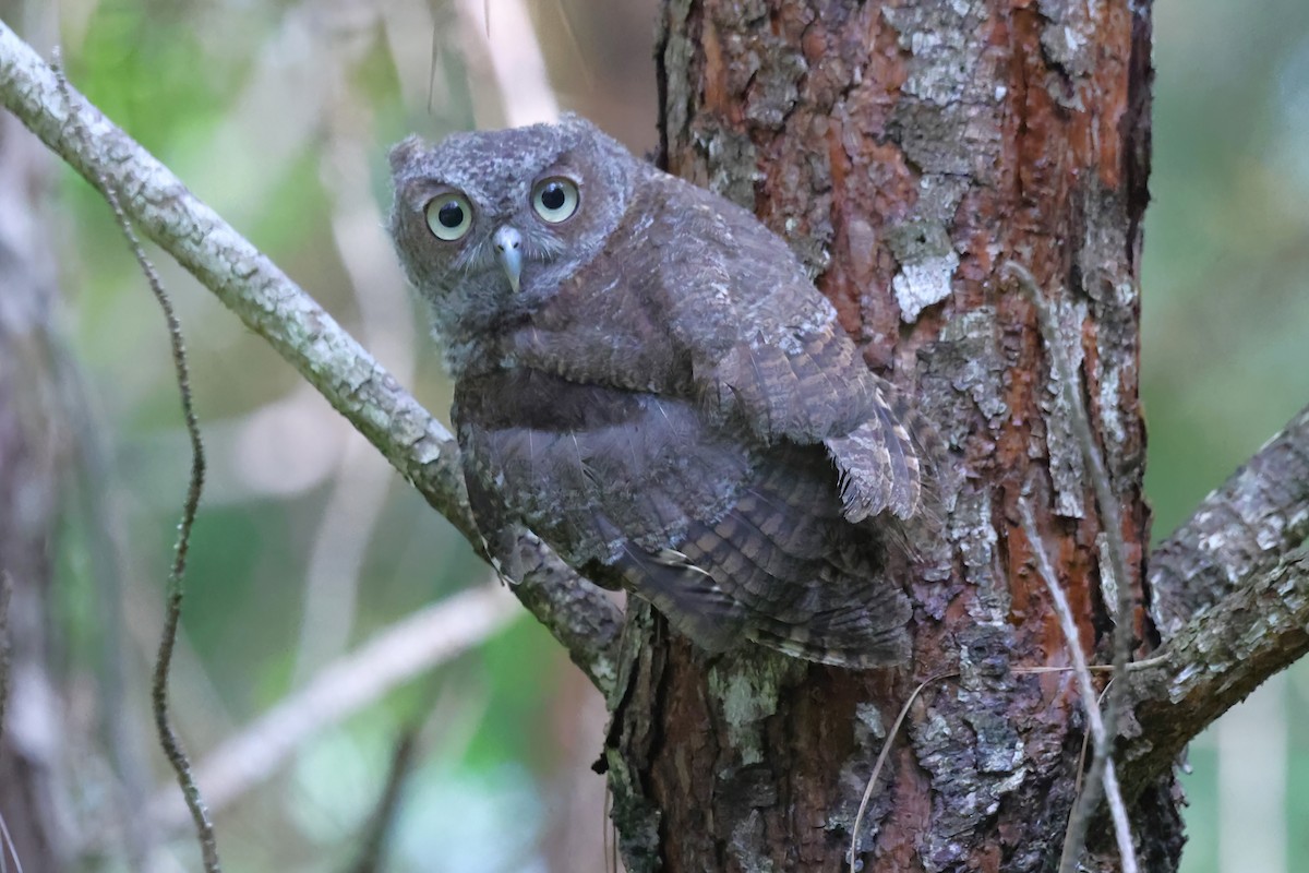 Eastern Screech-Owl - ML620690184