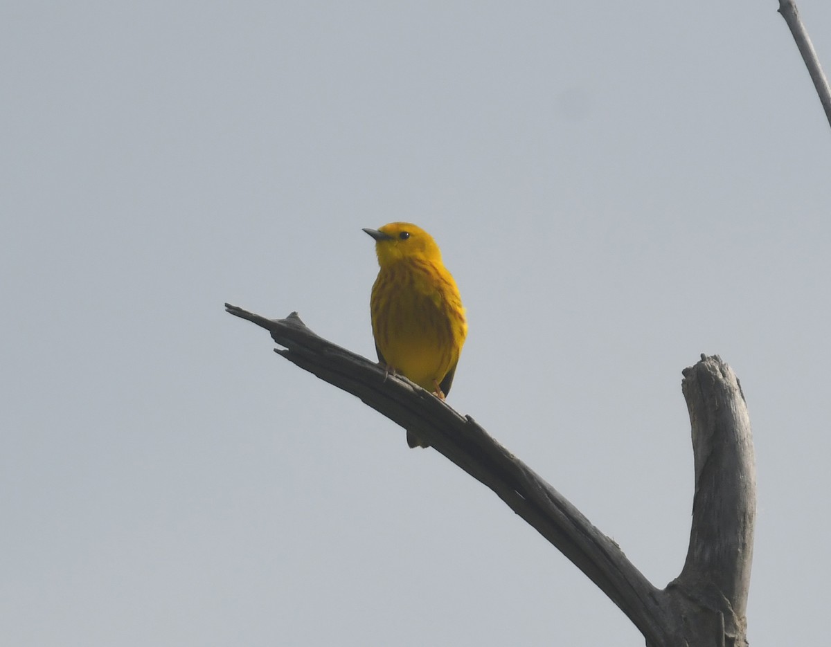 Yellow Warbler - ML620690185