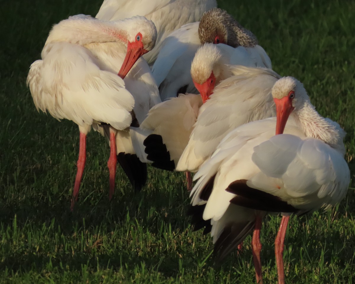 White Ibis - ML620690192