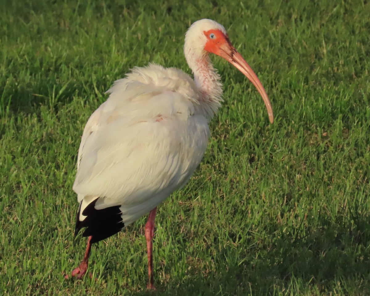 White Ibis - ML620690193